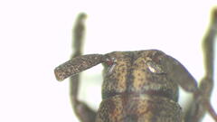Ropica servilis