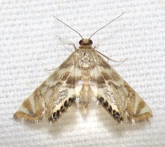 Petrophila hodgesi