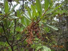 Comarostaphylis glaucescens