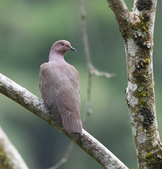 Patagioenas plumbea