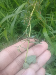 Catorhintha selector