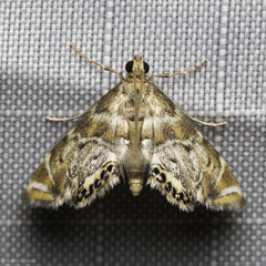 Petrophila confusalis