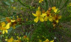 Hypericum tenuifolium
