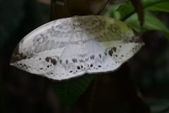 Cyclidia substigmaria