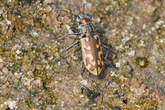 Ellipsoptera macra