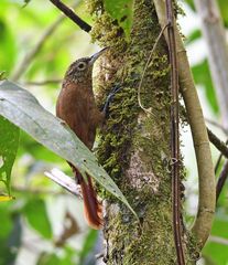 Xiphorhynchus triangularis