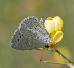 Celastrina echo cinerea