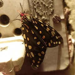 Callindra principalis