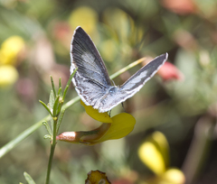Celastrina echo cinerea