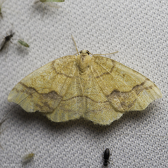 Nematocampa brehmeata