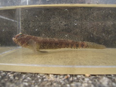 Cryptocentrus maudae