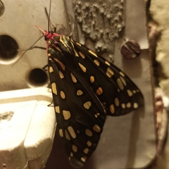 Callindra principalis