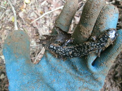 Plethodon cylindraceus