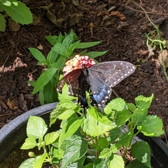Papilio polyxenes