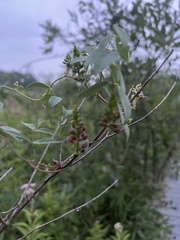 Wisteriopsis reticulata