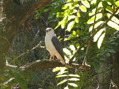 Buteogallus lacernulatus