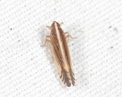 Stenocranus lautus