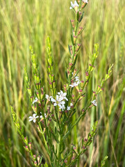 Lythrum lineare