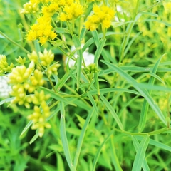 Euthamia graminifolia