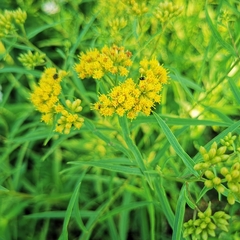 Euthamia graminifolia