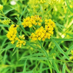 Euthamia graminifolia