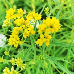 Euthamia graminifolia