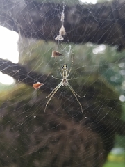 Trichonephila clavata