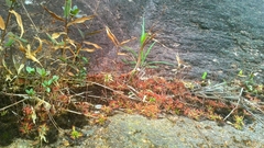 Drosera oblanceolata