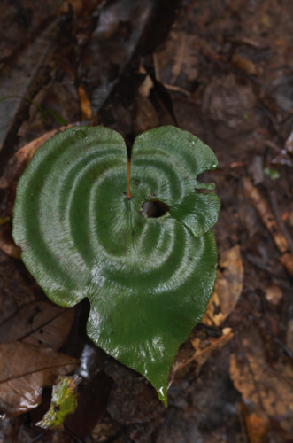 Adiantum krameri (Adiantum krameri)