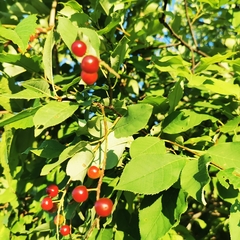 Prunus virginiana