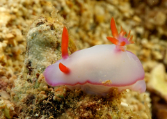 Hypselodoris brycei