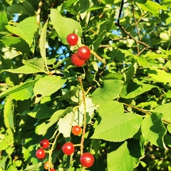 Prunus virginiana