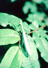 Macromantis hyalina