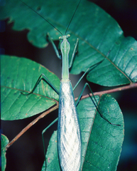 Macromantis hyalina