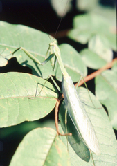 Macromantis hyalina