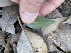 Cryptostylis subulata