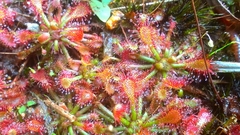 Drosera oblanceolata