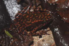 Atelopus flavescens