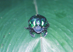 Oxysternon conspicillatum