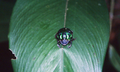 Oxysternon conspicillatum