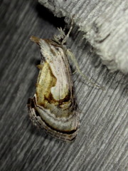 Chrysanympha formosa