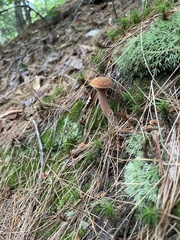 Austroboletus gracilis