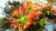 Drosera oblanceolata