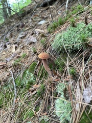 Austroboletus gracilis