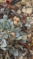 Physaria ovalifolia