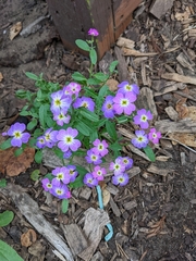 Malcolmia maritima