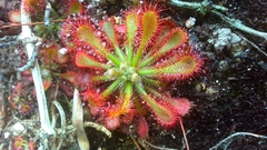 Drosera oblanceolata