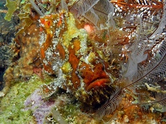 Abantennarius coccineus