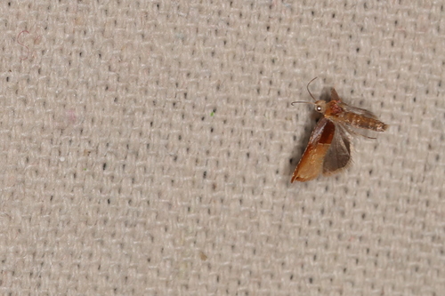 Two-toned Ancylis Moth photo 4