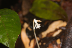 Degranvillea dermaptera